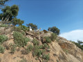 Chèvres
