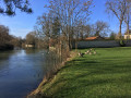 Des oies
