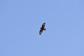 Des rapaces, et toujours des rapaces!