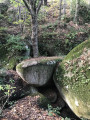 Des rochers et un arbre