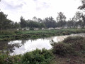 Des vaches dans le marais Des vaches dans le marais