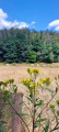 Promenade dans la forêt silencieuse de Montplainchamps