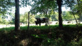 Des vaches