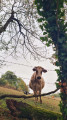 Vache
