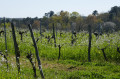 Des vignes bien fleuries Des vignes bien fleuries