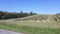 Des vignes, en voila