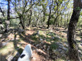 Descent through the forest at the finish