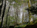 Descente du bois de la masse