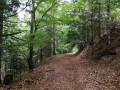 Descente en sous bois