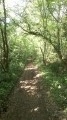 Descente forrestière