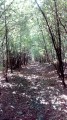 Descente vers le ruisseau de la Pilette