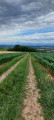 Descente vers Molsheim