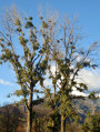 Von Lienz nach Amlach (Osttirol)