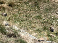 Deux marmottes sur le bord du chemin