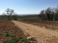 Vignes