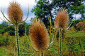 Distel aus dem Vorjahr