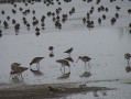 Divers oiseaux Divers oiseaux