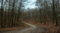 Dodauer Forst