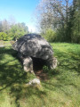 Buzy Dolmen