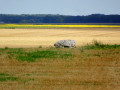 Boucle autour de Coulmiers par le Dolmen de Pierres Fenats