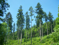 Douglas Fir trees in Ramscombe Forest