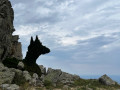 Drôle de loup