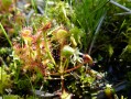 Drosera à feuilles rondes