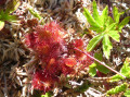 drosera