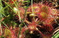 Drosera