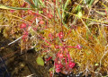 Droseras