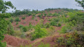 Dune de Maraval