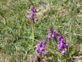 Early purple orchid