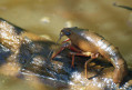 La Garenne - Courdault dans le marais sauvage