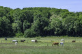 Chevaux