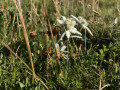 Edelweiss