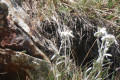 Edelweiss