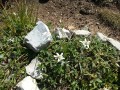 Edelweiss