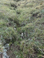Les edelweiss du Fort Foens