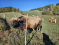 Taureau