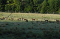 elevage de cerfs