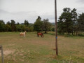 Elevage de chevaux