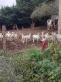 Élevage de chèvres