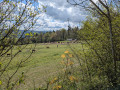 &Eacute;levage de Lamas &agrave; la ferme du Hornihof