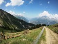 Elevage de moutons