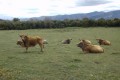 L'Agly et le Bugarach L'Agly et le Bugarach