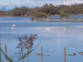 Scamandre sauvage : une symphonie camarguaise