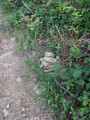 Embranchement délicat