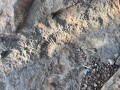 Empreinte d'ammonite