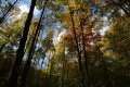 En automne et au soleil, le feuillage est magnifique.