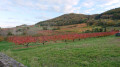 Circuit autour du Mont de Popey Circuit autour du Mont de Popey